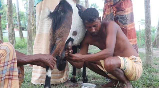 গাইবান্ধায় ছাগী নয়, দুধ দিচ্ছে পাঁঠা! গাইবান্ধায় ছাগী নয়, দুধ দিচ্ছে পাঁঠা!